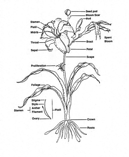 Labeled diagram of a daylily plant showing seed pod, bud, stamen, pistil, throat, petal, sepal, scape, bract, proliferation, foliage, crown, and roots