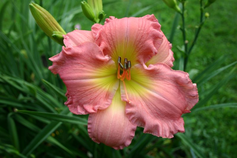 Blooms, photo 3