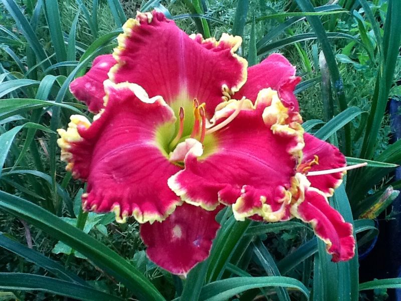 A deep red daylily in bloom