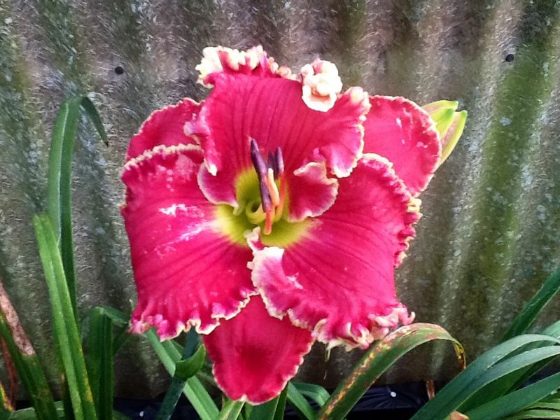 Blooms, photo 10