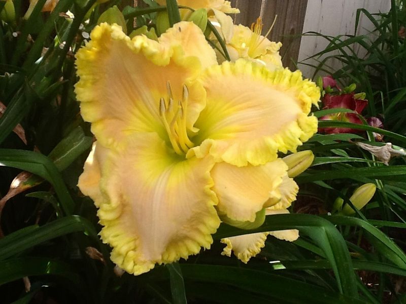 Blooms, photo 14
