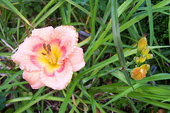 Blooms, photo 18