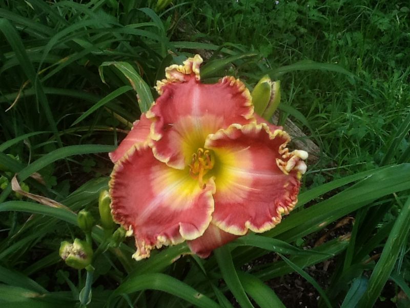 Blooms, photo 20