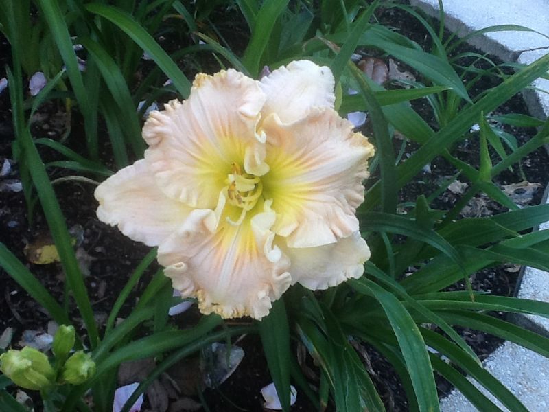 Blooms, photo 21