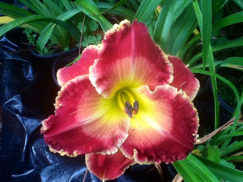 Blooms, photo 22