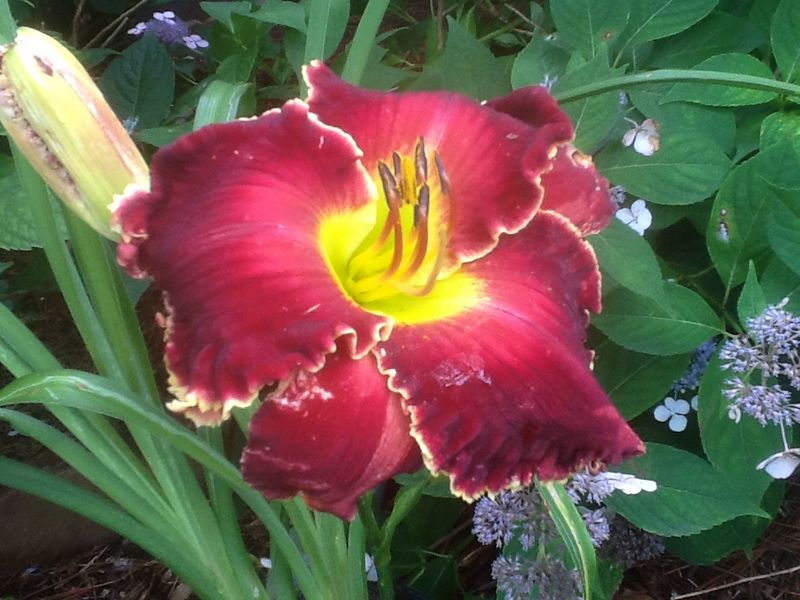 Blooms, photo 24
