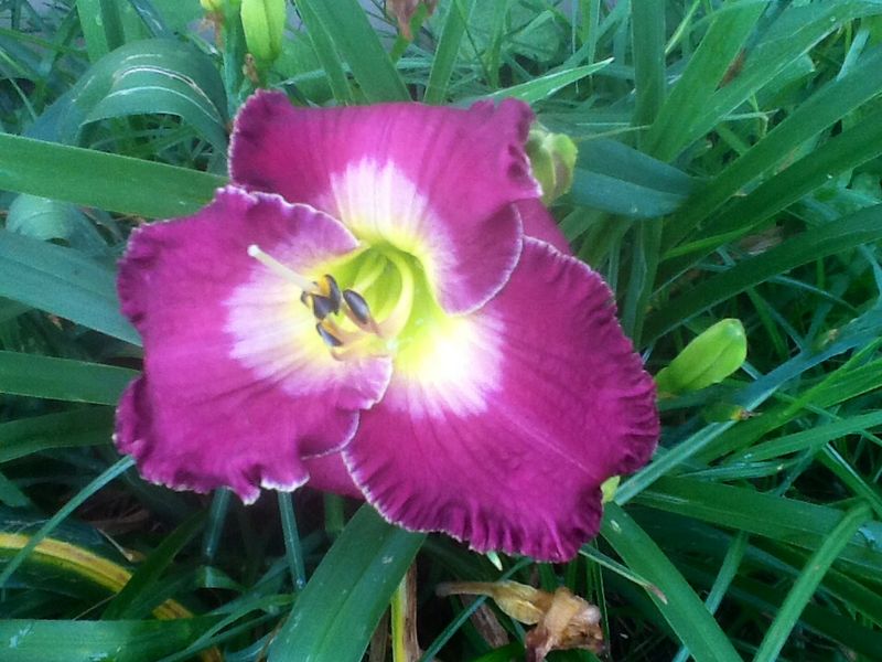 Blooms, photo 27
