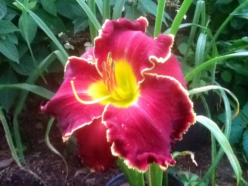 Blooms, photo 28