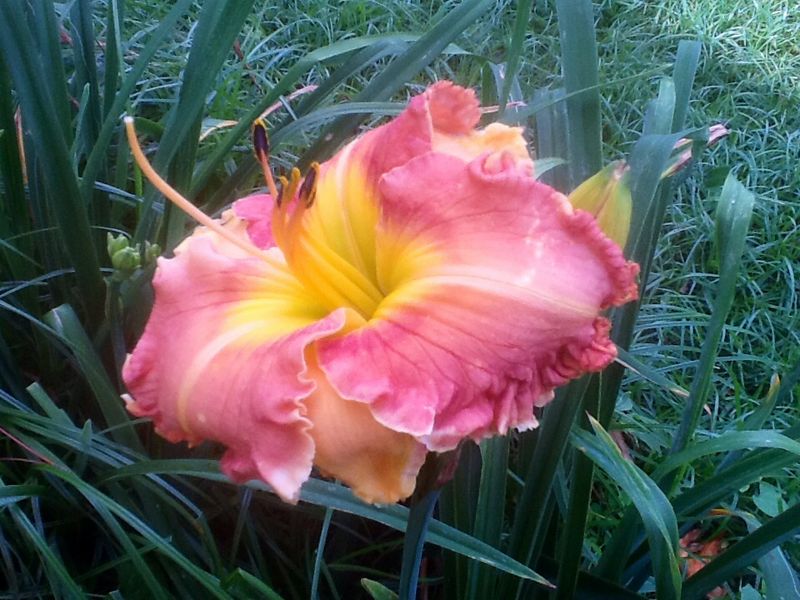 Blooms, photo 29