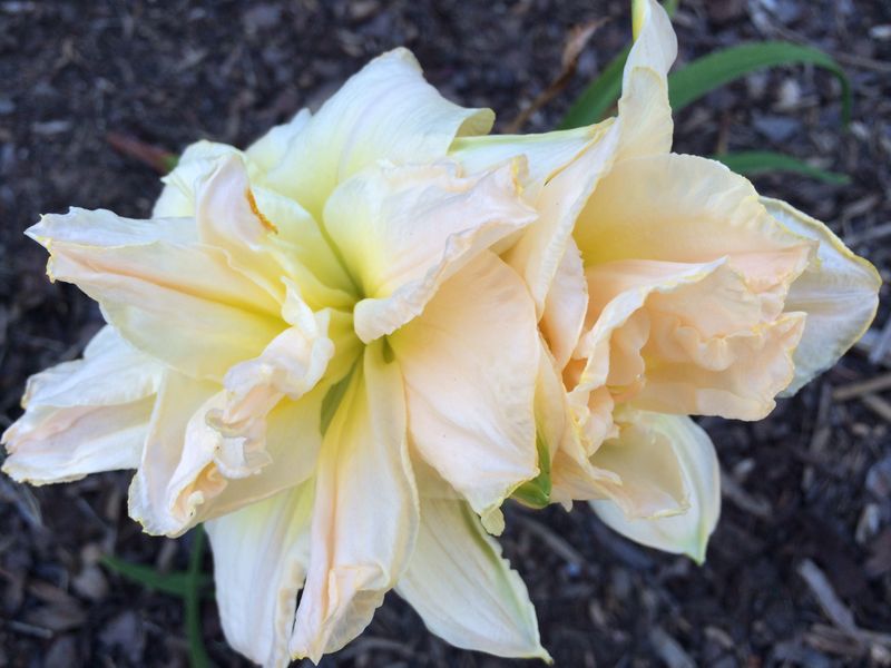 Blooms, photo 31