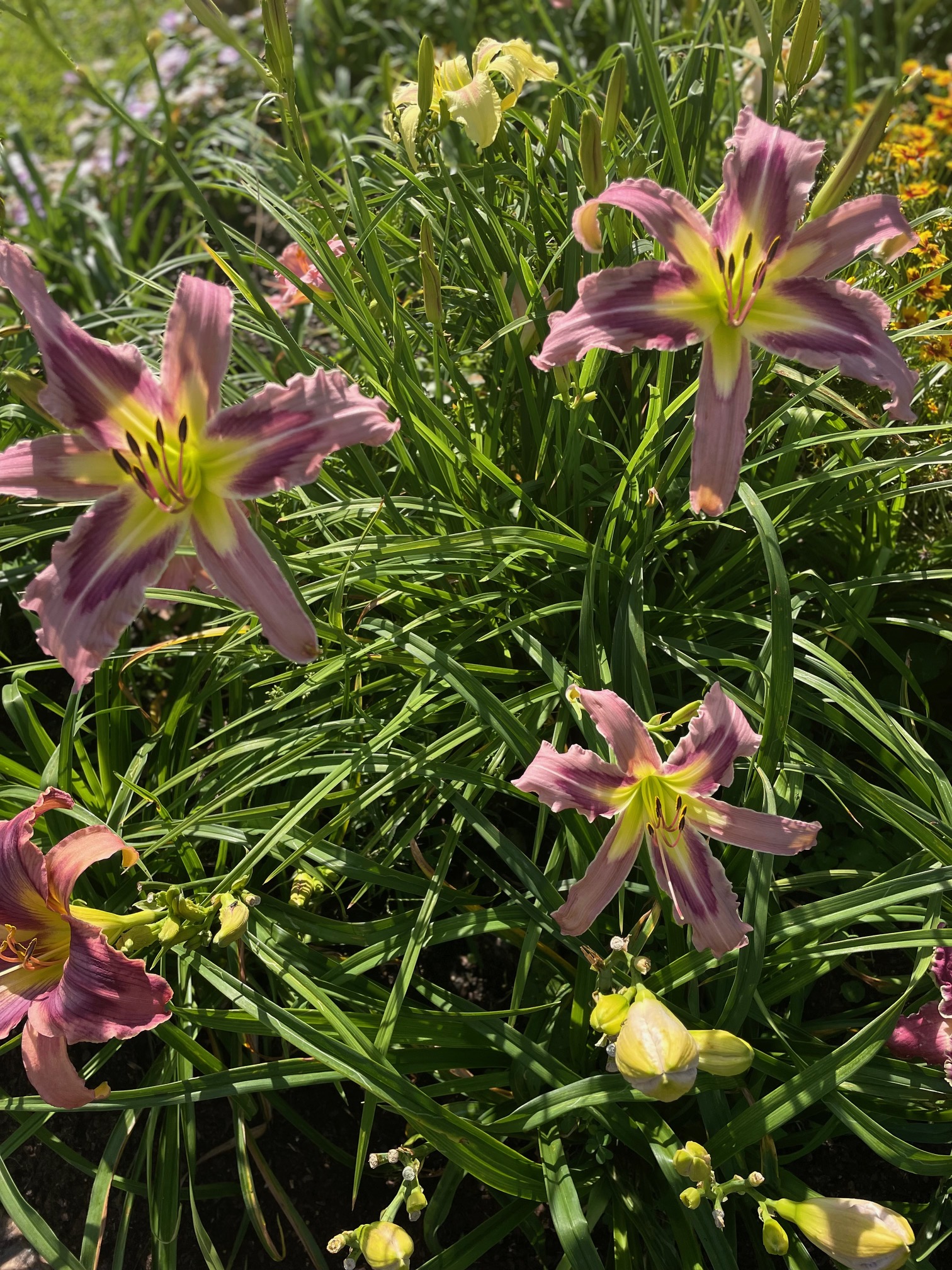 Gardens, photo 4