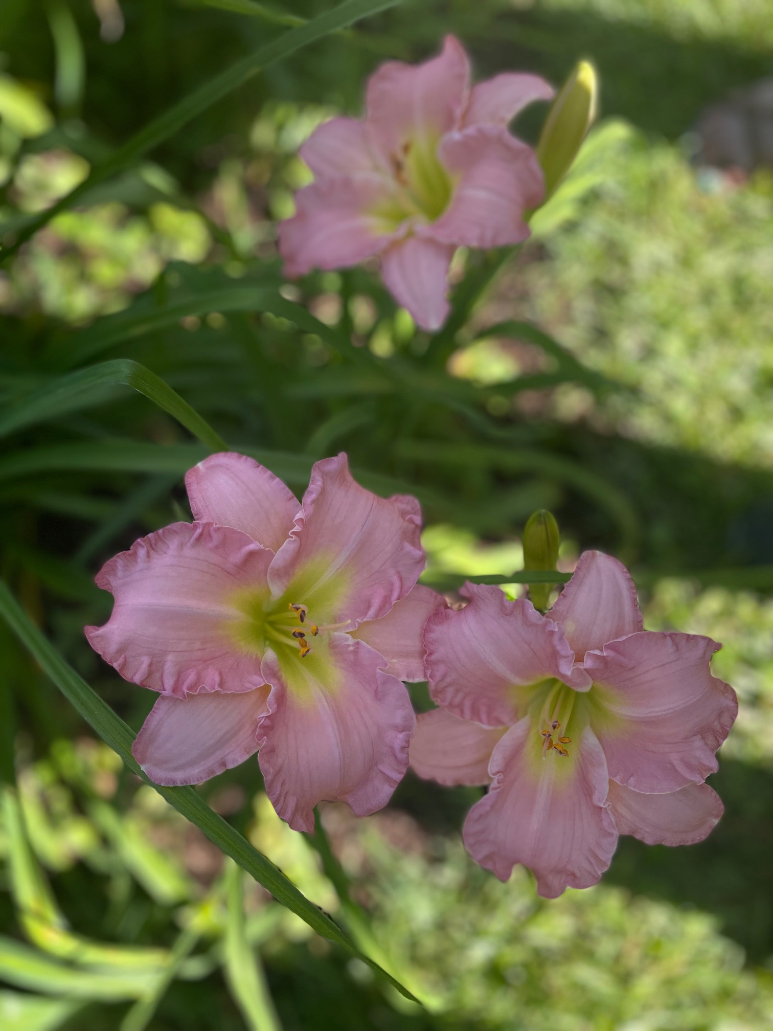 Gardens, photo 6