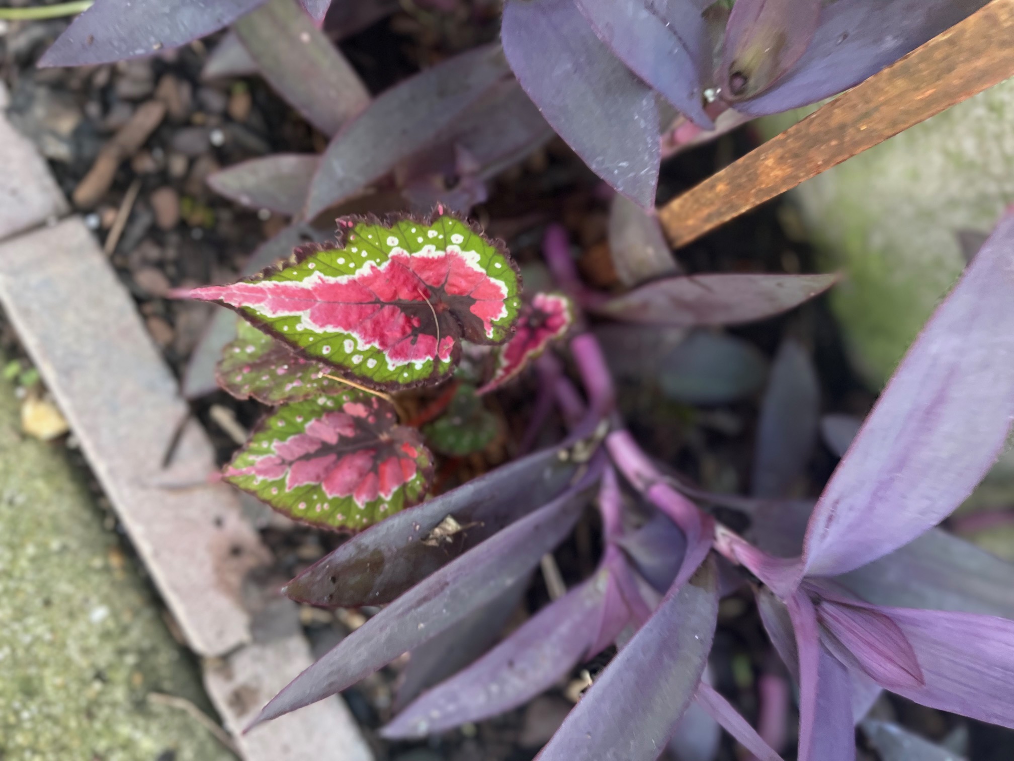 Gardens, photo 9