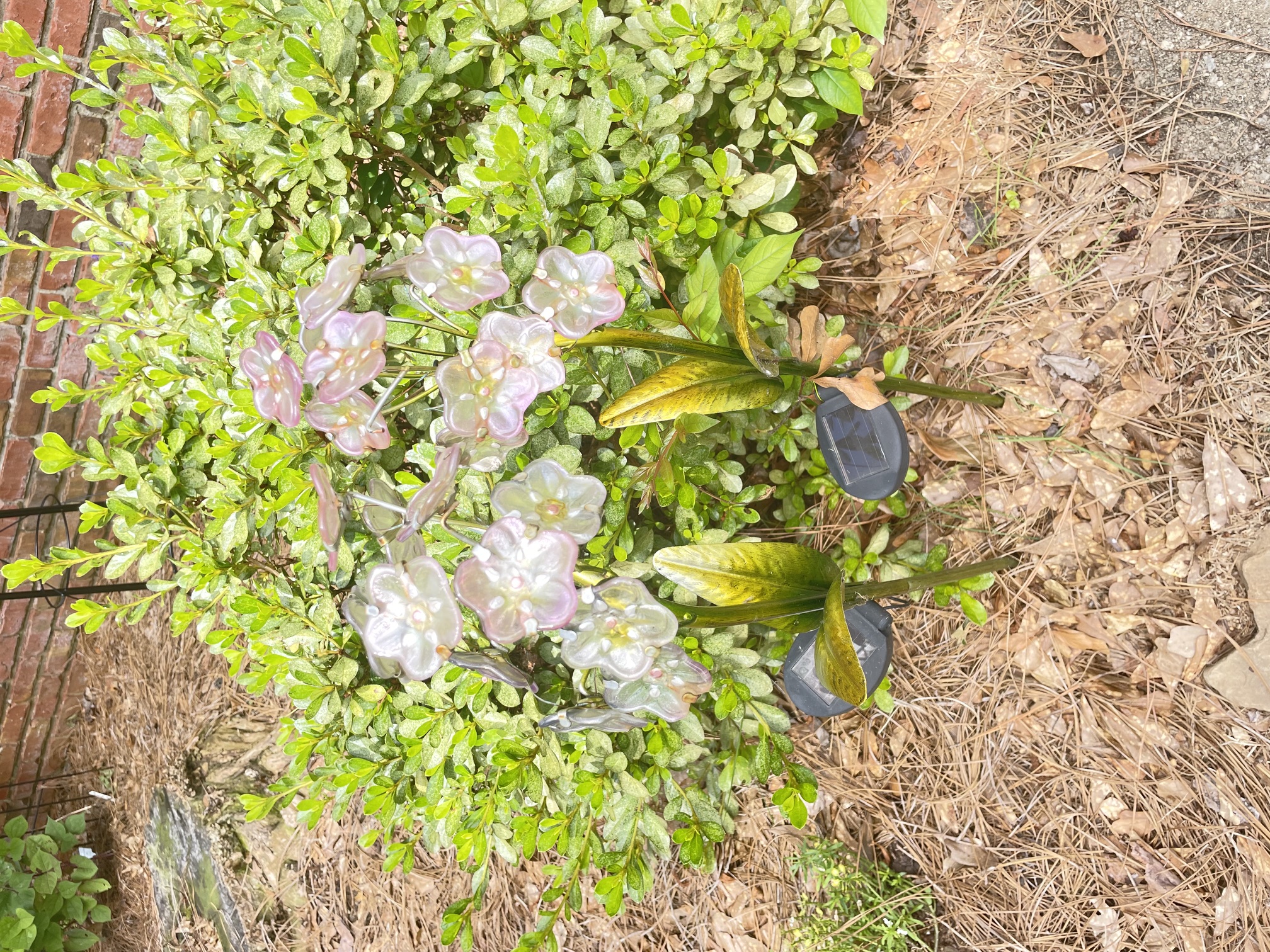 Gardens, photo 12