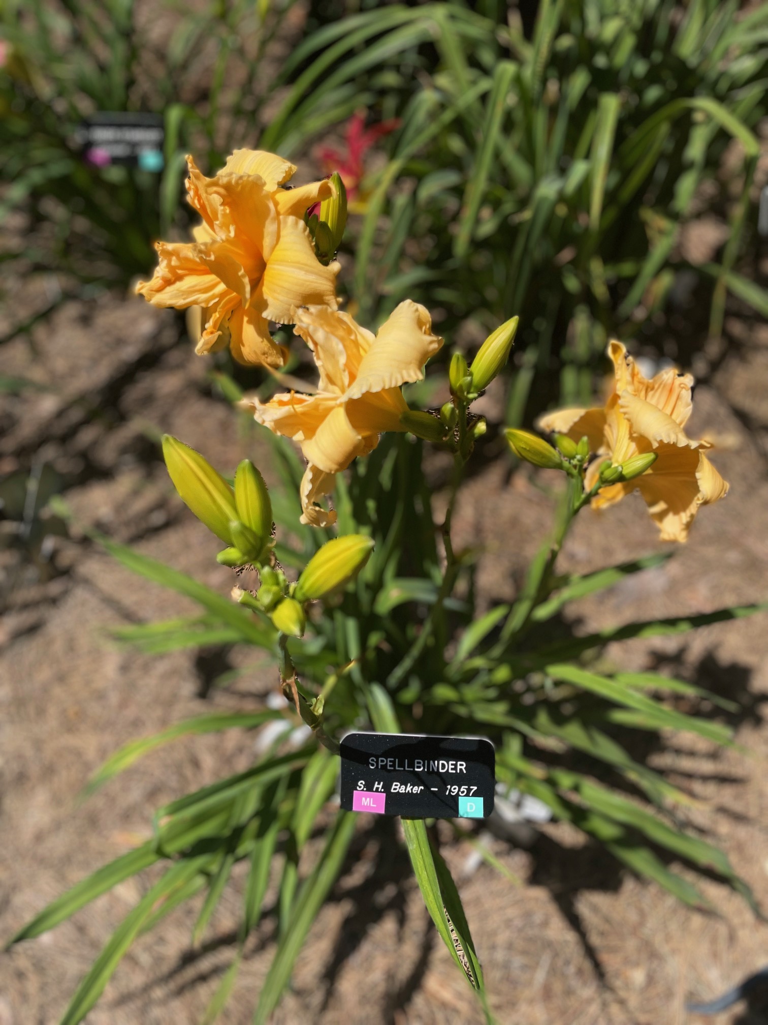 Gardens, photo 14